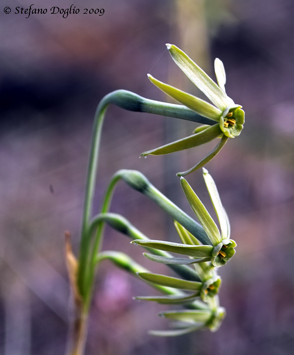 Narcissus viridiflorus